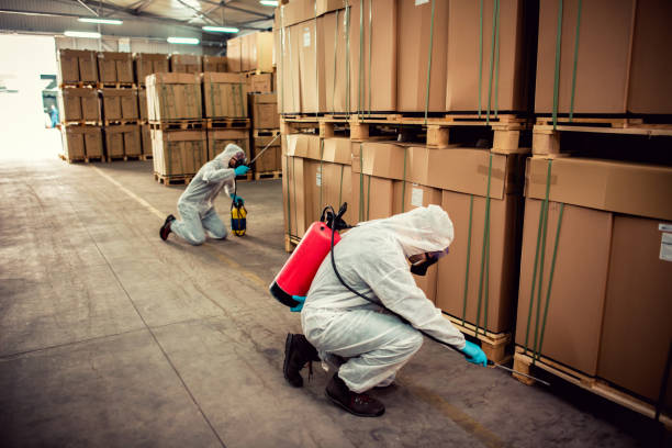 Best Flea Control Services  in Seis Lagos, TX