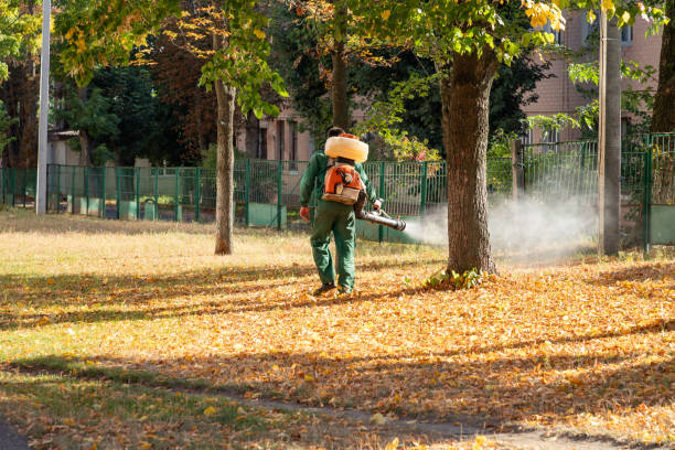 Best Ant Control Services  in Seis Lagos, TX