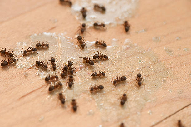 Best Best Pest Control Companies  in Seis Lagos, TX