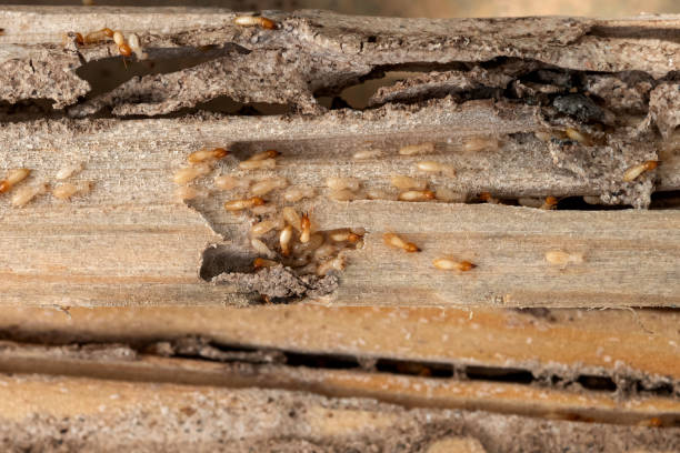 Best Cockroach Control Services  in Seis Lagos, TX