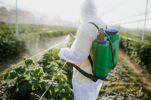 Best Local Pest Control Services  in Seis Lagos, TX
